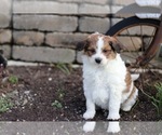 Puppy Louie Pom-A-Poo