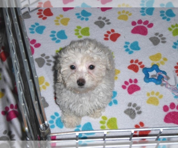 Medium Photo #5 Havanese-Poodle (Toy) Mix Puppy For Sale in ORO VALLEY, AZ, USA