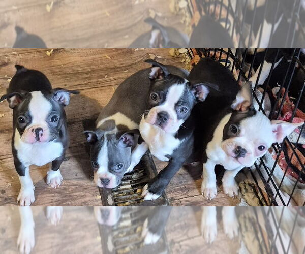 Medium Photo #1 Boston Terrier Puppy For Sale in NEWBURY, MA, USA