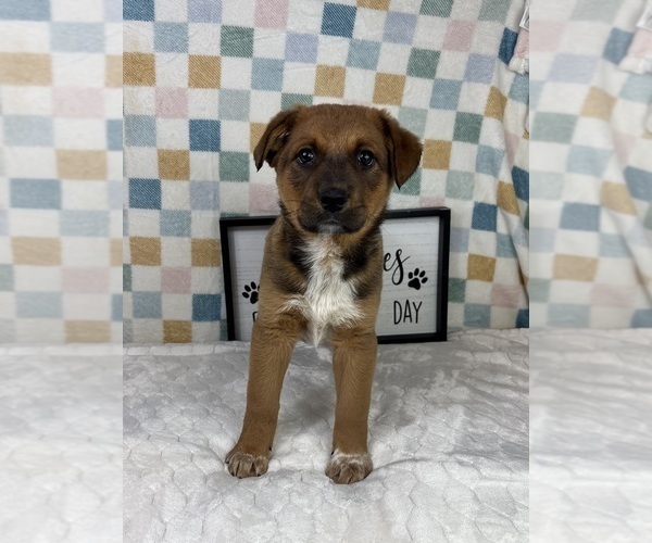 Medium Photo #4 Australian Cattle Dog Puppy For Sale in FRANKLIN, IN, USA