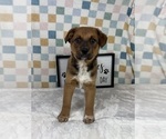 Small #3 Australian Cattle Dog