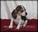 Small #15 Beagle