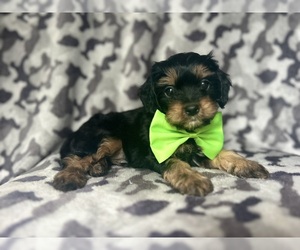 Cavapoo Puppy for sale in LAKELAND, FL, USA