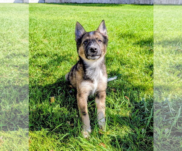 Medium Photo #4 German Shepherd Dog-Unknown Mix Puppy For Sale in Sandy, UT, USA