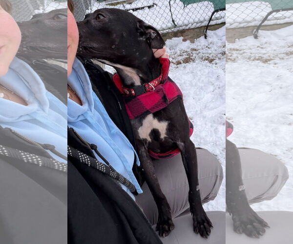 Medium Photo #5 Mutt Puppy For Sale in Jefferson, WI, USA