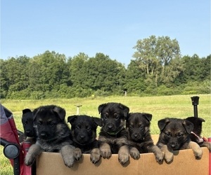 German Shepherd Dog Puppy for sale in SUMPTER TWP, MI, USA
