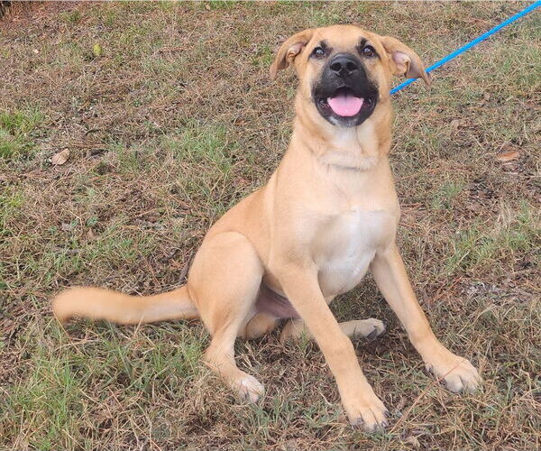 Medium Photo #2 Labrador Retriever-Unknown Mix Puppy For Sale in Wetumpka, AL, USA