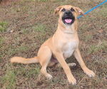 Small #1 Labrador Retriever Mix