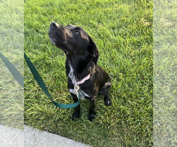 Medium Photo #4 Labrador Retriever-Unknown Mix Puppy For Sale in Fort Wayne, IN, USA