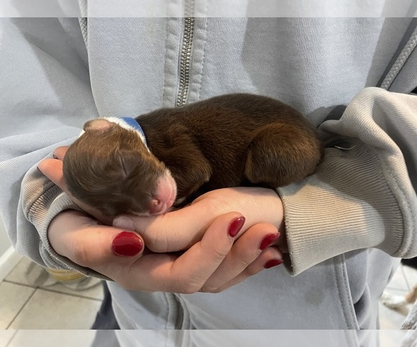 Medium Photo #13 Australian Shepherd Puppy For Sale in OLD LYME, CT, USA