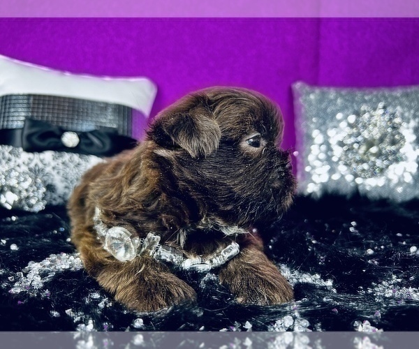 Medium Photo #28 Shih Tzu Puppy For Sale in HAYWARD, CA, USA