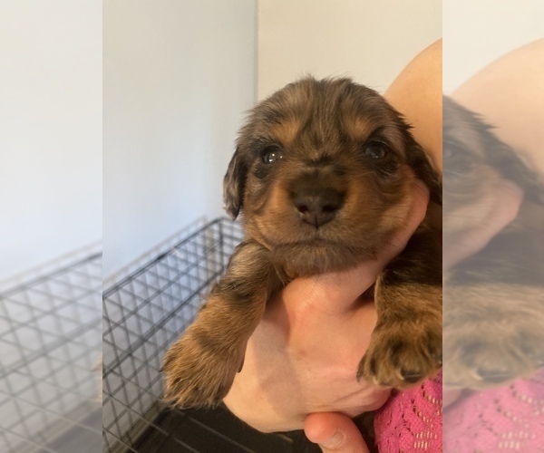 Medium Photo #10 Dachshund Puppy For Sale in DENHAM SPRINGS, LA, USA