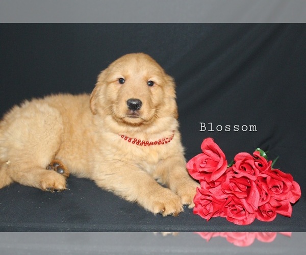 Medium Photo #2 Golden Retriever Puppy For Sale in MILLERSBURG, OH, USA