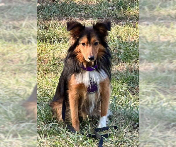 Medium Photo #2 Mutt Puppy For Sale in Wamego, KS, USA