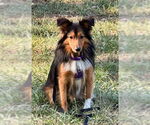 Small #1 Mutt
