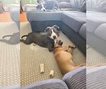 Small American Pit Bull Terrier-Labrador Retriever Mix
