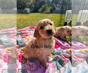 Golden Retriever Puppy for Sale in JACKSONVILLE, North Carolina USA