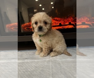 Malti-pug Puppy for sale in TRACY, CA, USA