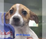 Small Jack Russell Terrier Mix