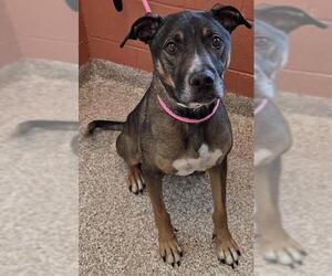 German Shepherd Dog-Unknown Mix Dogs for adoption in Pueblo, CO, USA