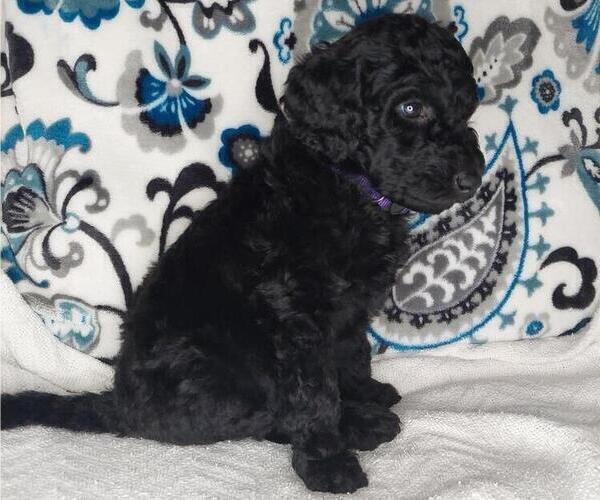 Medium Photo #5 Poodle (Standard) Puppy For Sale in ELKTON, KY, USA