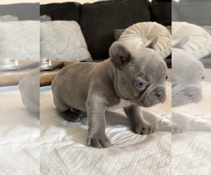 French Bulldog Puppy for sale in ANTIOCH, CA, USA