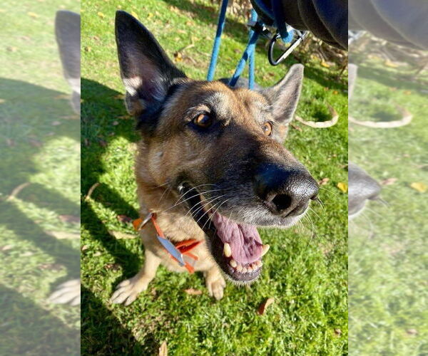 Medium Photo #2 German Shepherd Dog Puppy For Sale in Mt. Airy, MD, USA