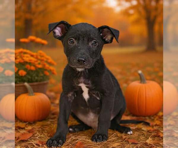 Medium Photo #5 American Pit Bull Terrier-Unknown Mix Puppy For Sale in Talladega, AL, USA