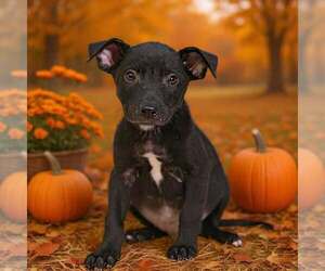 Henley 26/795 - Male American Pit Bull Terrier-Unknown Mix Dog for Adoption - Photo #5