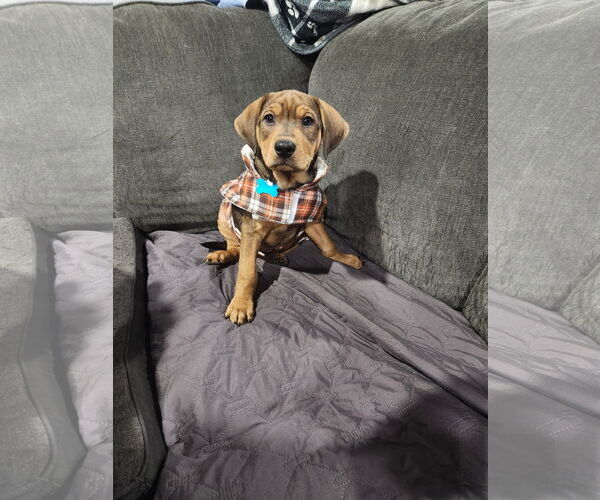 Medium Photo #1 Mutt Puppy For Sale in Plainfield, IL, USA