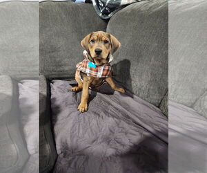 Mutt Dogs for adoption in Plainfield, IL, USA