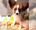 Small #4 Papillon