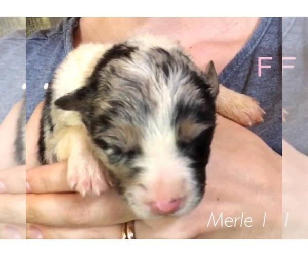 Medium Photo #2 Border Collie Puppy For Sale in WHITE SALMON, WA, USA