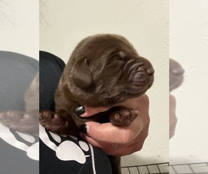 Labrador Retriever Puppy for sale in OSYKA, MS, USA