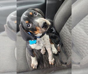Beagle-Bloodhound Mix Dogs for adoption in Plainfield, IL, USA