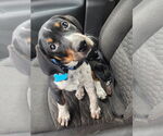 Small Beagle-Bloodhound Mix
