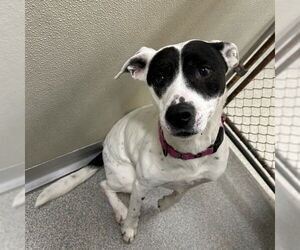 American Pit Bull Terrier-Unknown Mix Dogs for adoption in Palmetto, FL, USA