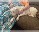 Small Photo #1 Labrador Retriever Puppy For Sale in GREAT FALLS, SC, USA