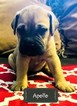 Small Photo #2 Bullmastiff Puppy For Sale in LIMERICK, PA, USA
