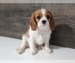 Small Photo #9 Cavalier King Charles Spaniel Puppy For Sale in CLARK, MO, USA