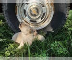 Small Photo #9 Labrador Retriever Puppy For Sale in BURLINGTON, CO, USA