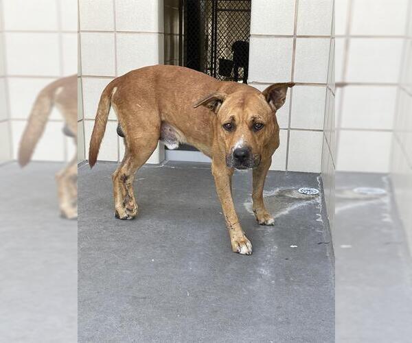 Medium Photo #1 Black Mouth Cur-Unknown Mix Puppy For Sale in Corpus Christi, TX, USA