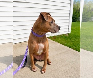 Catherine - Female American Pit Bull Terrier-Unknown Mix Dog for Adoption - Photo #2