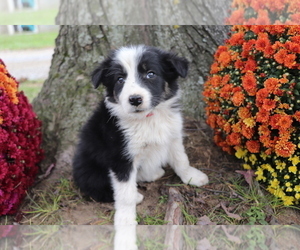 Border Collie Puppy for sale in SHILOH, OH, USA