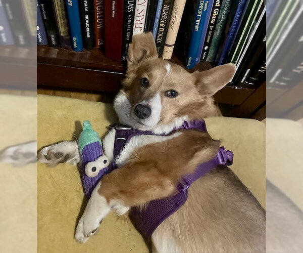 Medium Photo #2 Mutt Puppy For Sale in St. Louis Park, MN, USA