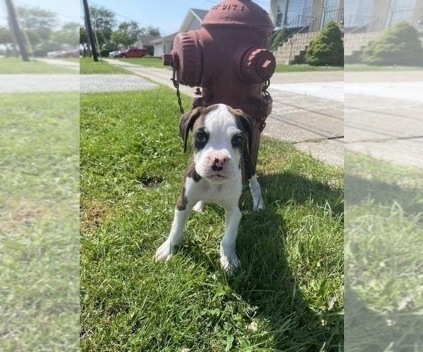 Medium Photo #3 Boxer Puppy For Sale in OAK LAWN, IL, USA
