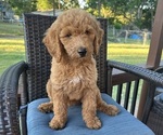 Puppy Blue Male Goldendoodle