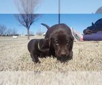Small Photo #10 Labrador Retriever Puppy For Sale in PARK CITY, KS, USA