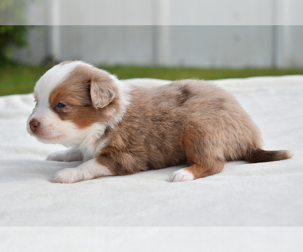 Medium Photo #6 Miniature Australian Shepherd Puppy For Sale in PALM COAST, FL, USA