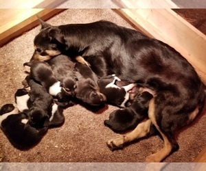 Mother of the Australian Cattle Dog-Border Collie Mix puppies born on 10/28/2021